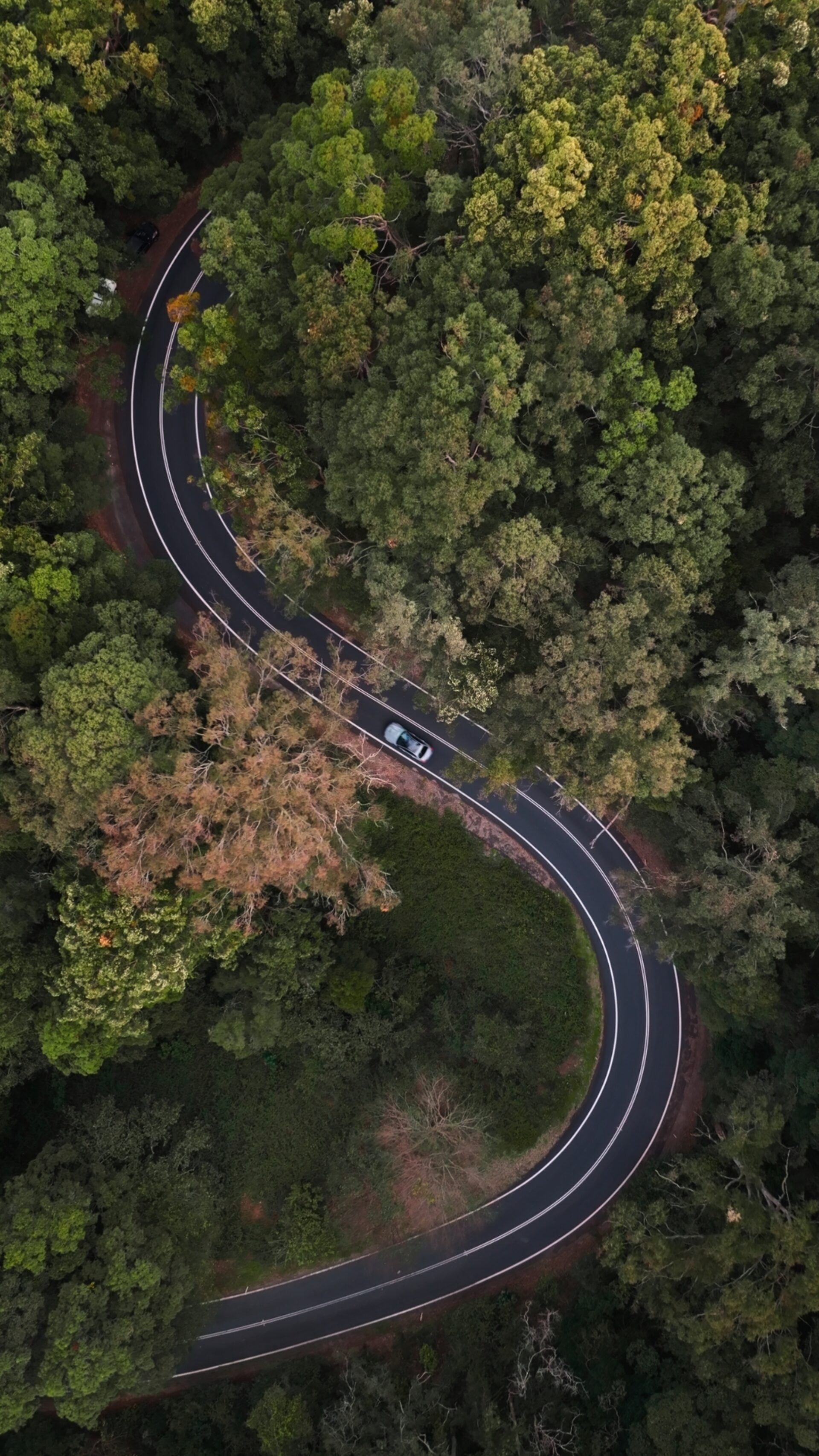 AMG c63s F1 Main Vertical V2 00 00 31 04